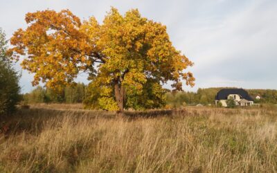 Działka z potencjałem w Kowalewie k. Szemuda